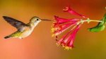kolibri bird.jpg