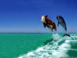 cow-and-dolphin-fake-comedy-funny-animal-wallpapers.jpg