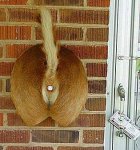 redneck_deer_butt_doorbell.jpg