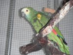 Parrots, anyone here own one?